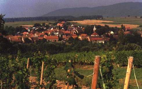 Sicht vom Weinberg